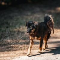 Unlocking Mobility: Identifying Early Signs of Hip Issues in Dogs