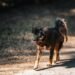 Unlocking Mobility: Identifying Early Signs of Hip Issues in Dogs