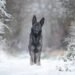 Understanding the Different Types of German Shepherd Dogs