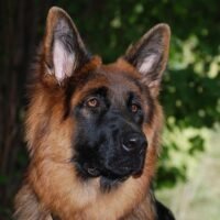 The Ultimate Guide to the Majestic Long Haired German Shepherd