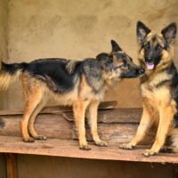 A Comprehensive Guide to the Different Types of German Shepherds