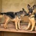 A Comprehensive Guide to the Different Types of German Shepherds