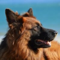 Understanding German Shepherd Life Expectancy: Tips for a Longer Life