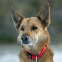 Choosing the Perfect Mix Breed of German Shepherd for Your Home