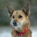 Choosing the Perfect Mix Breed of German Shepherd for Your Home