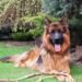 The Majestic Long Haired Alsatian Dog: A Complete Guide