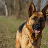A Complete Guide to Dogs That Look Like German Shepherds