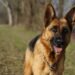 A Complete Guide to Dogs That Look Like German Shepherds