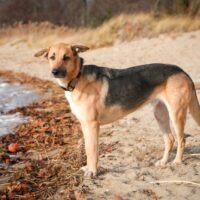 The Ultimate Guide to Popular Shepherd Mix Dog Breeds