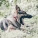 Understanding the Life Expectancy of German Shepherds: A Complete Guide