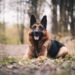 Understanding the Average Lifespan of a German Shepherd