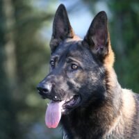 Understanding the GSD Dog Life Span: A Guide for Owners