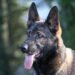 Understanding the GSD Dog Life Span: A Guide for Owners