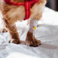 Comprehensive Guide to Dog Hip Dysplasia Treatment Options