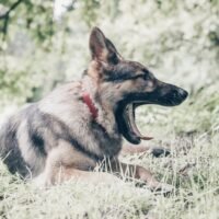 Understanding the Average Life Span for a German Shepherd