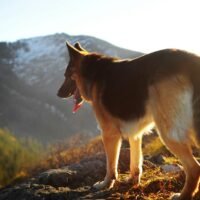 7 Best Shampoo for German Shepherd Options to Manage Shedding