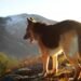 7 Best Shampoo for German Shepherd Options to Manage Shedding