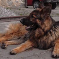 How Long Do a German Shepherd Live: A Guide to Your Dog's Lifespan
