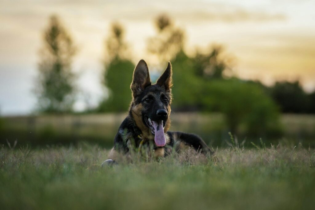 Preventative Screening and DNA Testing- German Shepherd