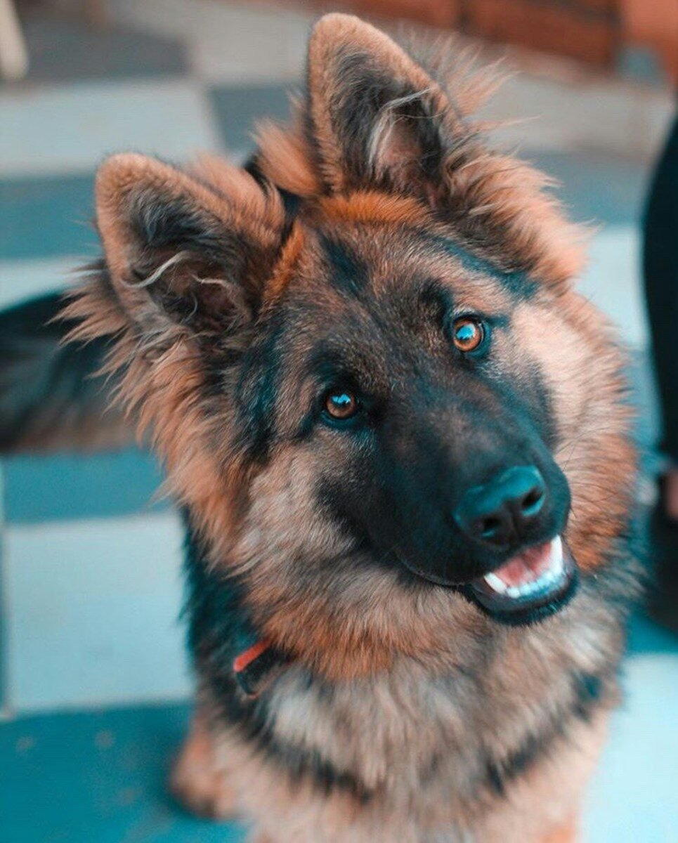 Understanding the Average Lifespan German Shepherd Dog