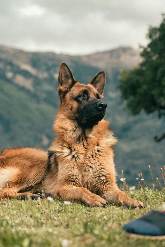 How Long Do a German Shepherd Live: A Guide to Your Dog's Lifespan
